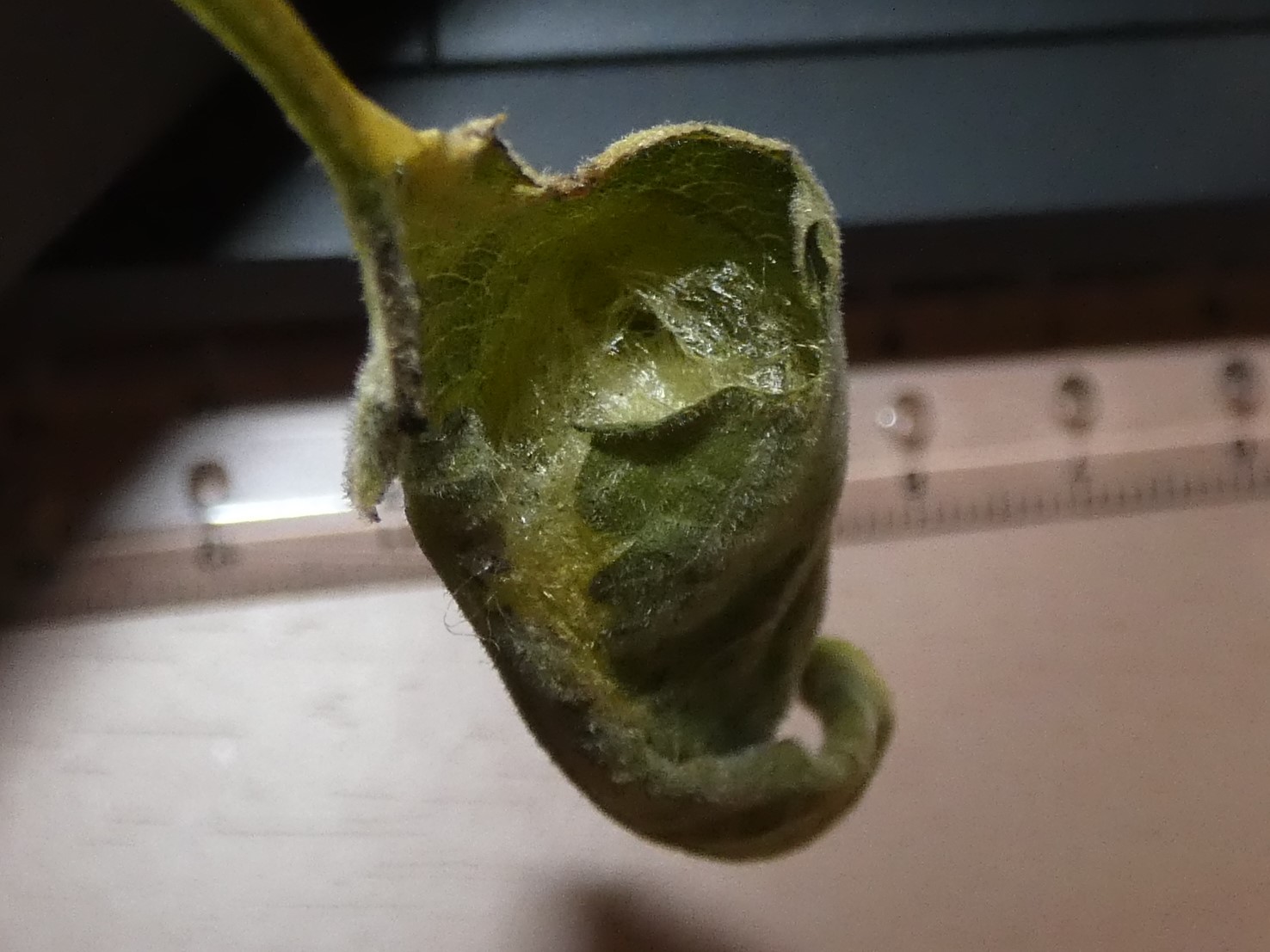 photo_4